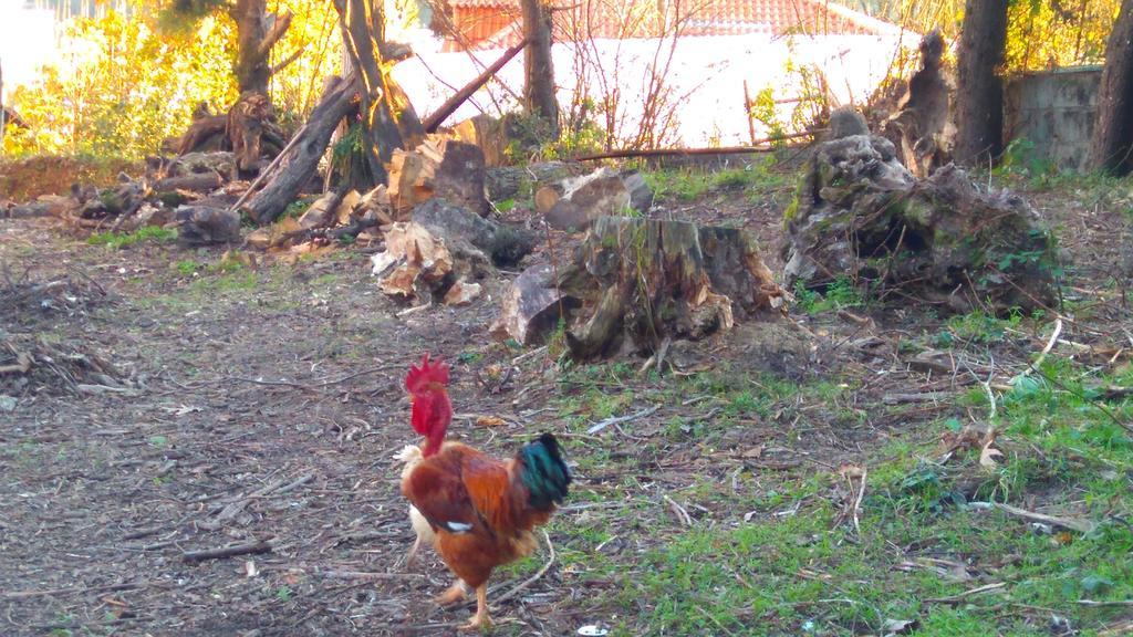 Alvores Do Tempo - Quinta De Turismo Rural Pension Castro Daire Buitenkant foto