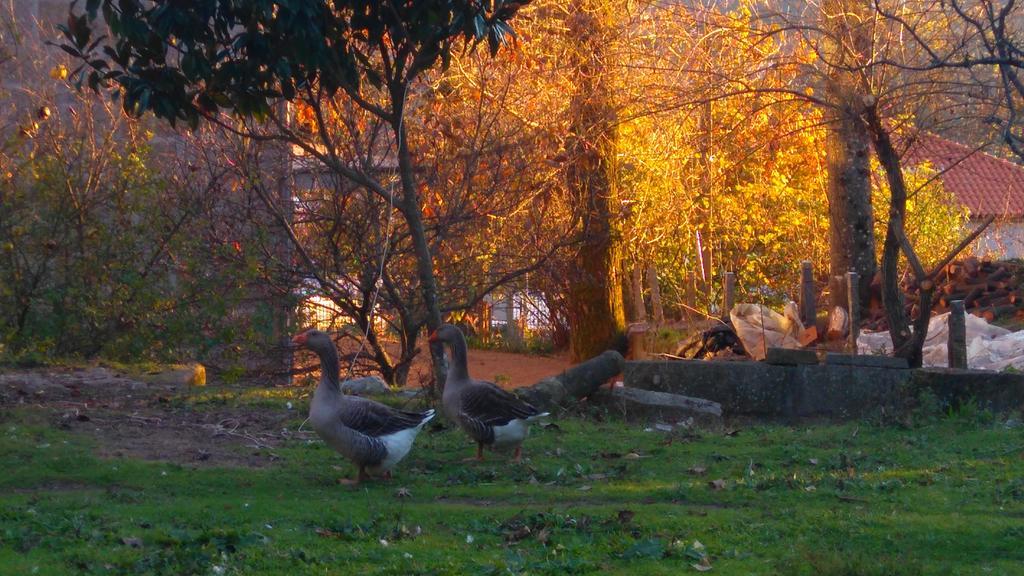 Alvores Do Tempo - Quinta De Turismo Rural Pension Castro Daire Buitenkant foto